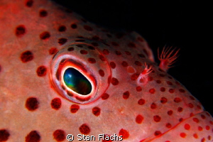 Hawkfish close-up, no crop by Stan Flachs 